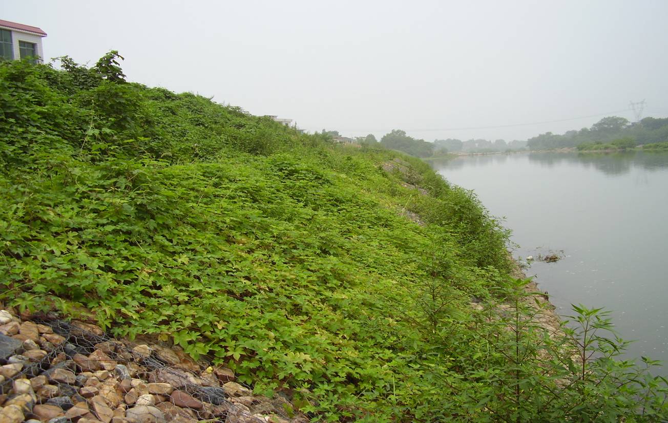 雷諾護墊在河道環境修復中的作用